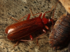 Dendroides ephemeroides