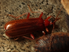 Dendroides ephemeroides