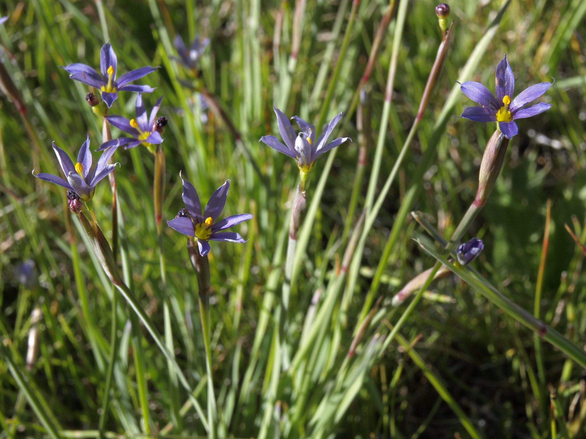 Sisyrinchium idahoense var. occidentale