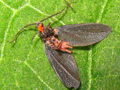 Drosicha corpulenta