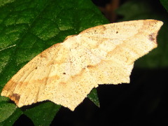 Pareclipsis gracilis