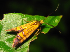 Nemophora staudingerella