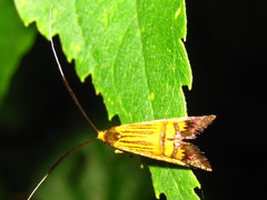 Nemophora staudingerella