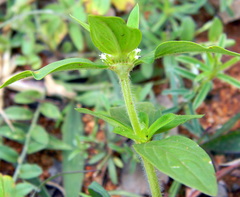 Spermacoce ocymoides