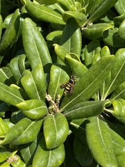 Synanthedon theryi