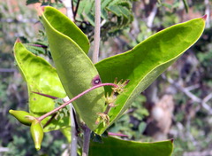 Vincetoxicum indicum