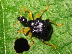 Phymatapoderus