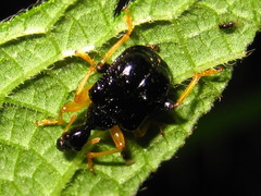 Phymatapoderus