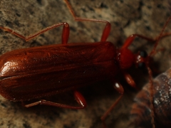 Dendroides ephemeroides