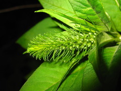 Lysimachia clethroides