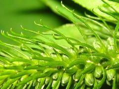 Lysimachia clethroides
