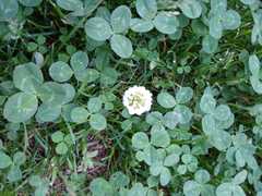 Trifolium repens