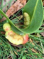 Eucalyptus radiata radiata