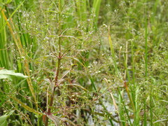Veronica anagallis-aquatica