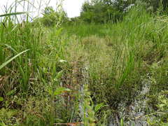 Veronica anagallis-aquatica