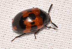 Diaperis nigronotata