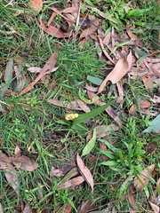 Eucalyptus radiata radiata
