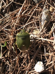 Chlorochroa juniperina