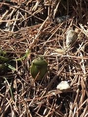 Chlorochroa juniperina