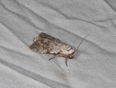 Barasa cymatistis