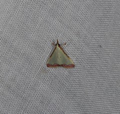 Autocharis hedyphaes