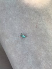 Phyllobius virideaeris