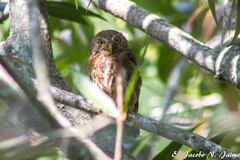 Glaucidium palmarum