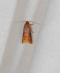 Hemibela