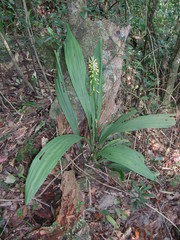 Calanthe actinomorpha