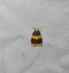 Heterallactis phlogozona