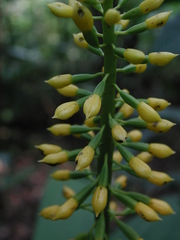Calanthe actinomorpha