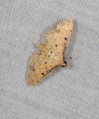 Herpetogramma cynaralis