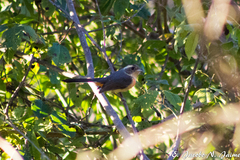 Granatellus venustus