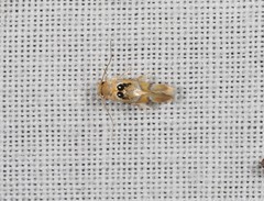Hieromantis ephodophora