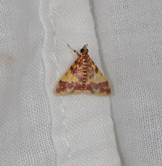Taurometopa phoenicozona