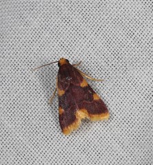 Hypsopygia flavamaculata