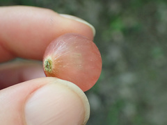 Amphibolips nubilipennis