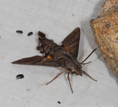 Macroglossum errans