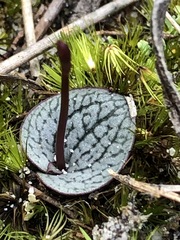Drakaea
