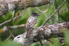 Sirystes subcanescens