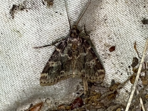Stored grain moth photo 5
