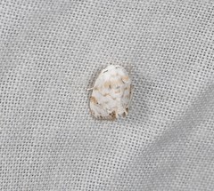 Niphopyralis chionesis