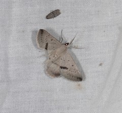 Nearcha benecristata