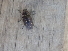 Buprestinae