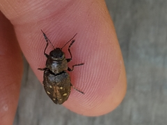 Buprestinae