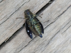 Buprestinae