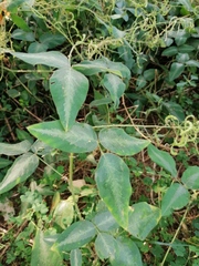 Desmodium uncinatum