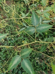 Desmodium uncinatum