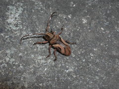 Pterolophia formosana