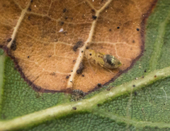 Ectopsocidae